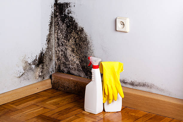 Best Mold Damage Repair  in Southgate, FL